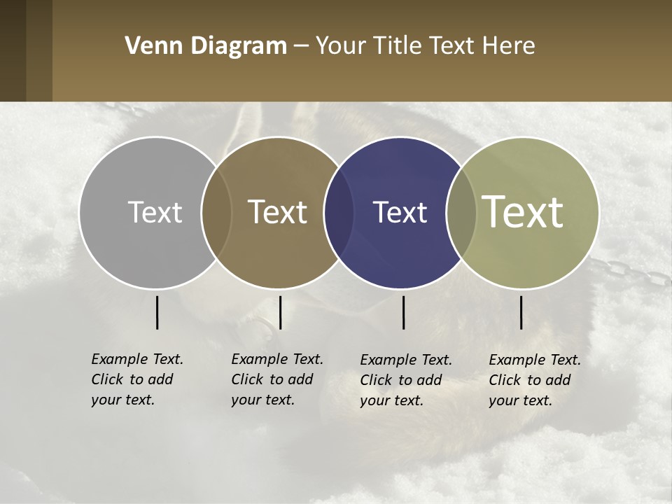 A Husky Dog Laying In The Snow Powerpoint Template PowerPoint Template