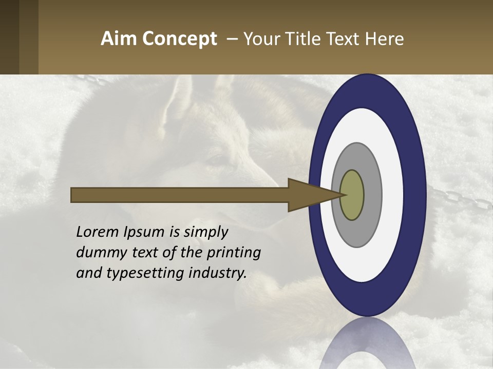 A Husky Dog Laying In The Snow Powerpoint Template PowerPoint Template