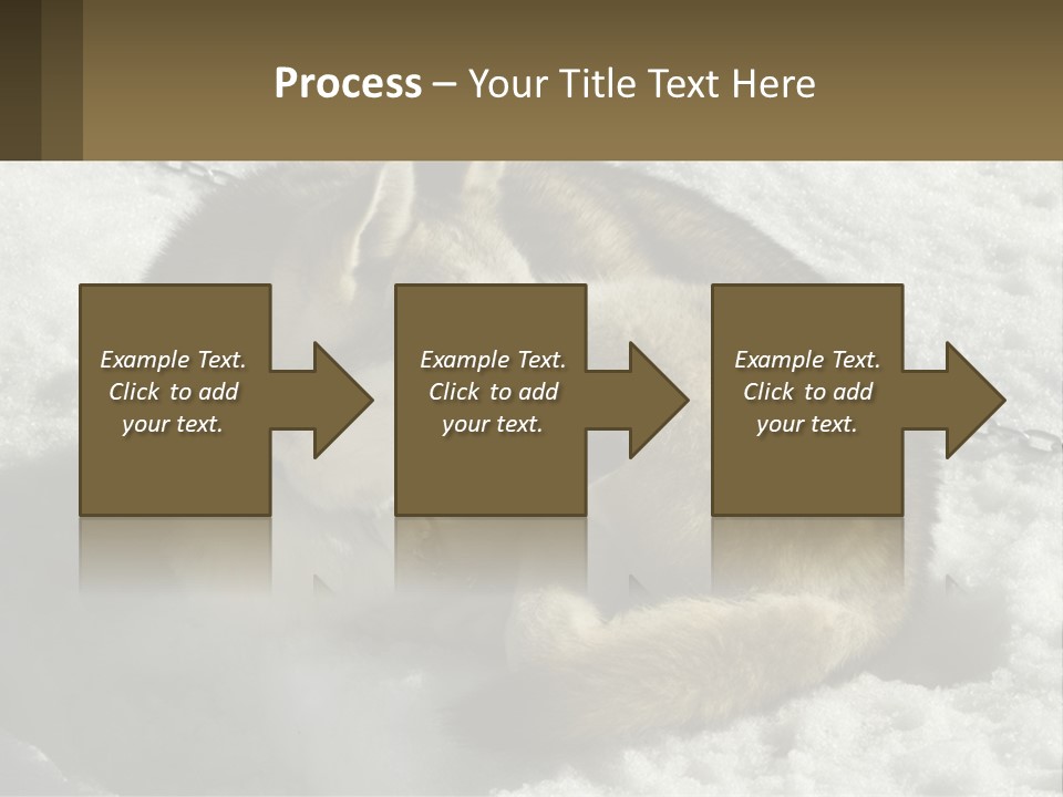 A Husky Dog Laying In The Snow Powerpoint Template PowerPoint Template