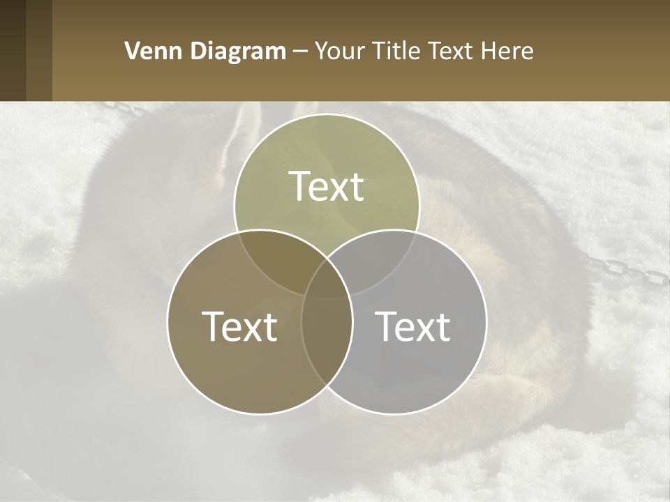 A Husky Dog Laying In The Snow Powerpoint Template PowerPoint Template