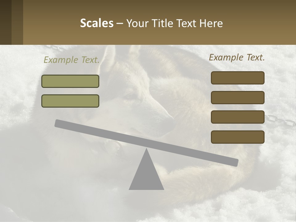 A Husky Dog Laying In The Snow Powerpoint Template PowerPoint Template