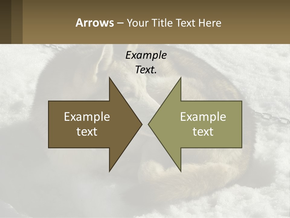 A Husky Dog Laying In The Snow Powerpoint Template PowerPoint Template