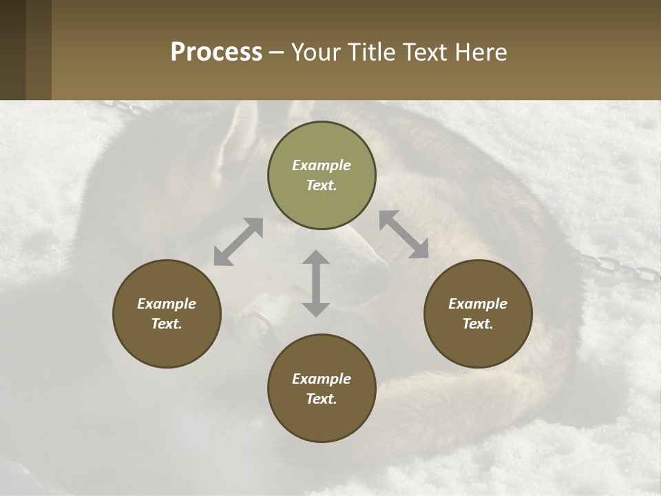 A Husky Dog Laying In The Snow Powerpoint Template PowerPoint Template