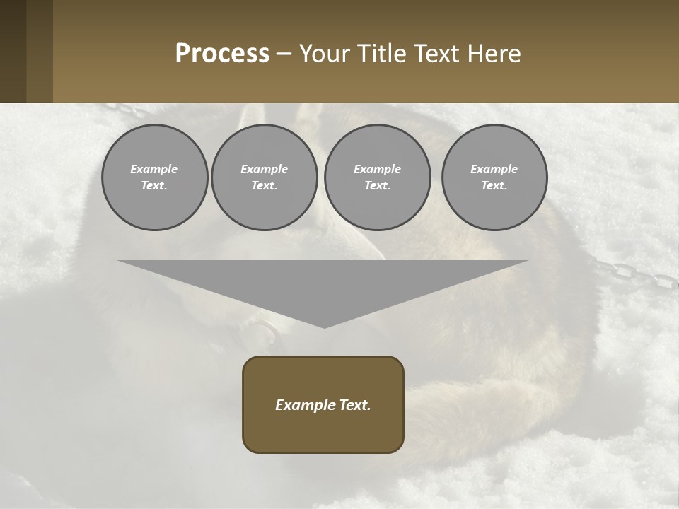 A Husky Dog Laying In The Snow Powerpoint Template PowerPoint Template