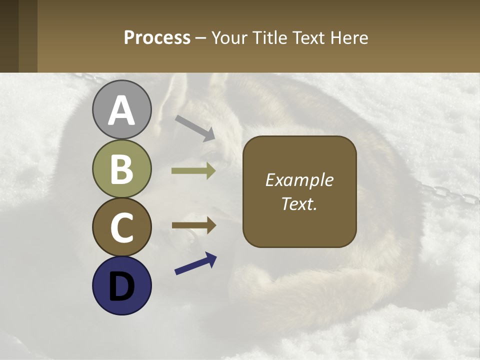 A Husky Dog Laying In The Snow Powerpoint Template PowerPoint Template