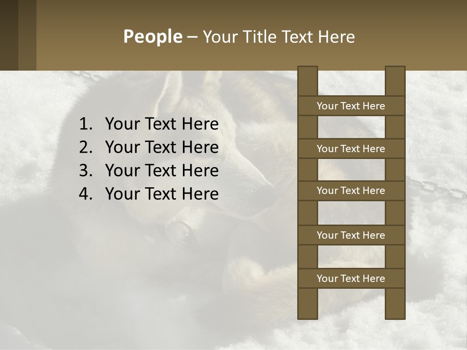 A Husky Dog Laying In The Snow Powerpoint Template PowerPoint Template