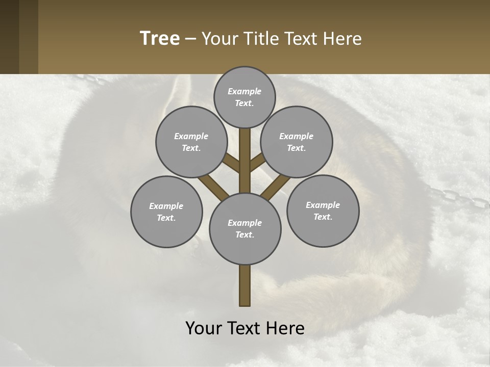 A Husky Dog Laying In The Snow Powerpoint Template PowerPoint Template