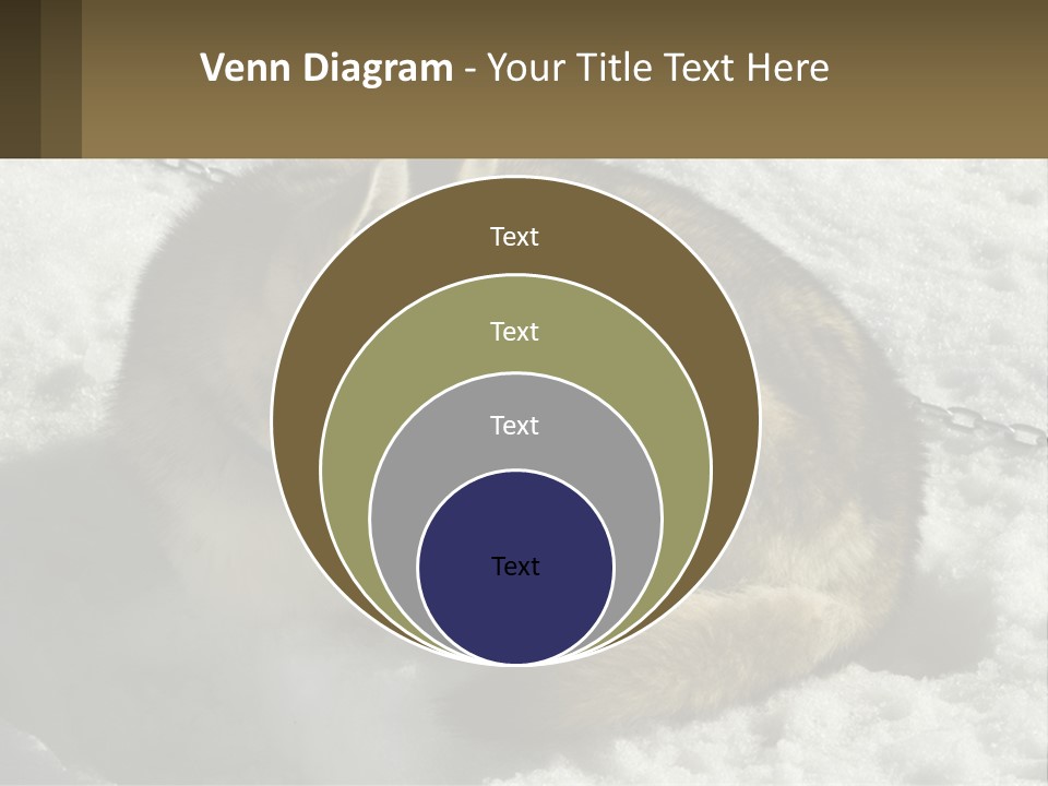 A Husky Dog Laying In The Snow Powerpoint Template PowerPoint Template