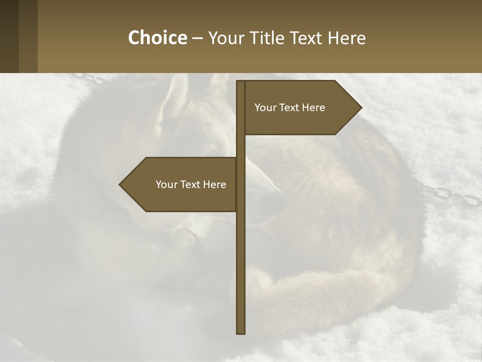 A Husky Dog Laying In The Snow Powerpoint Template PowerPoint Template