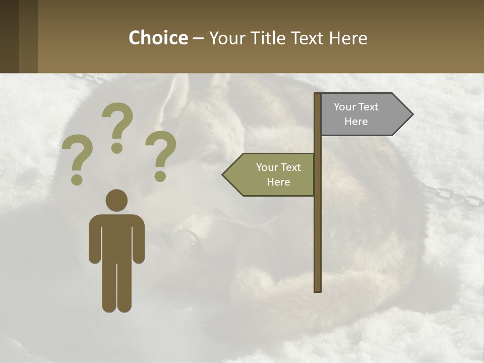 A Husky Dog Laying In The Snow Powerpoint Template PowerPoint Template