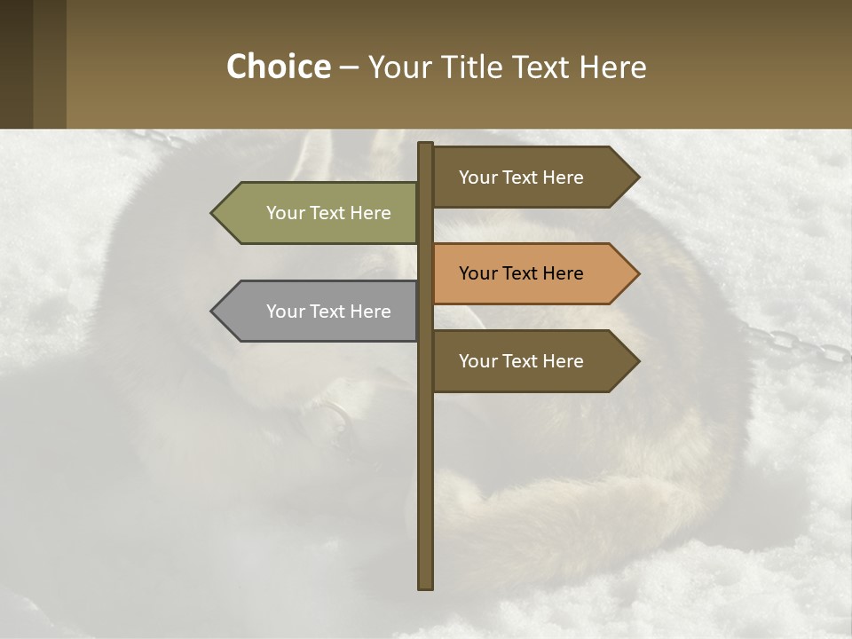 A Husky Dog Laying In The Snow Powerpoint Template PowerPoint Template