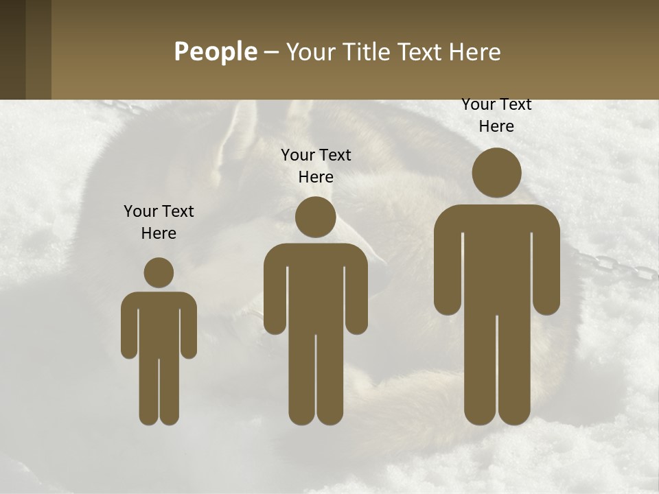 A Husky Dog Laying In The Snow Powerpoint Template PowerPoint Template