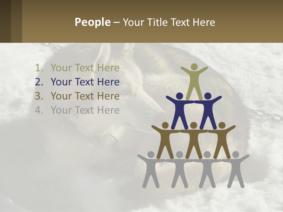 A Husky Dog Laying In The Snow Powerpoint Template PowerPoint Template