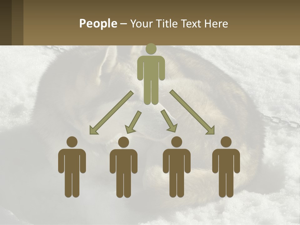 A Husky Dog Laying In The Snow Powerpoint Template PowerPoint Template