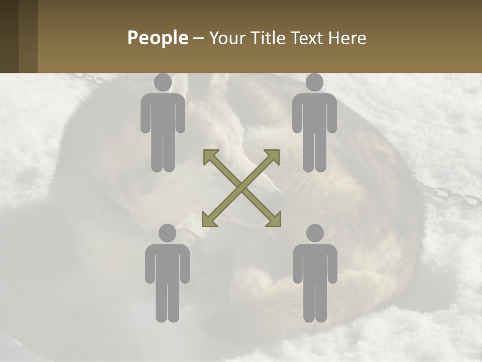 A Husky Dog Laying In The Snow Powerpoint Template PowerPoint Template