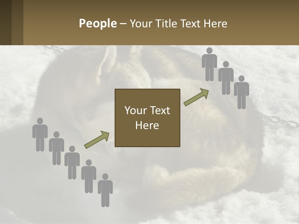 A Husky Dog Laying In The Snow Powerpoint Template PowerPoint Template