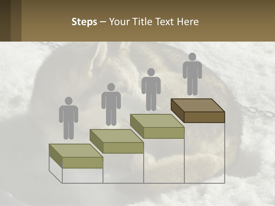 A Husky Dog Laying In The Snow Powerpoint Template PowerPoint Template