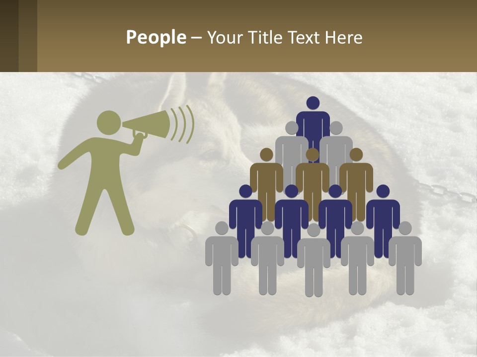 A Husky Dog Laying In The Snow Powerpoint Template PowerPoint Template