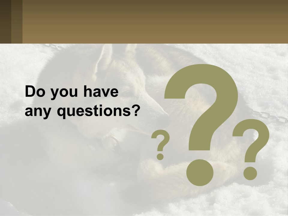 A Husky Dog Laying In The Snow Powerpoint Template PowerPoint Template