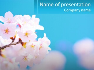 A Branch Of A Blossoming Cherry Tree With A Blue Sky In The Background PowerPoint Template