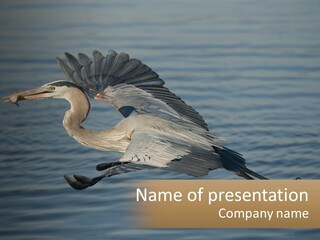 A Large Bird Flying Over A Body Of Water PowerPoint Template