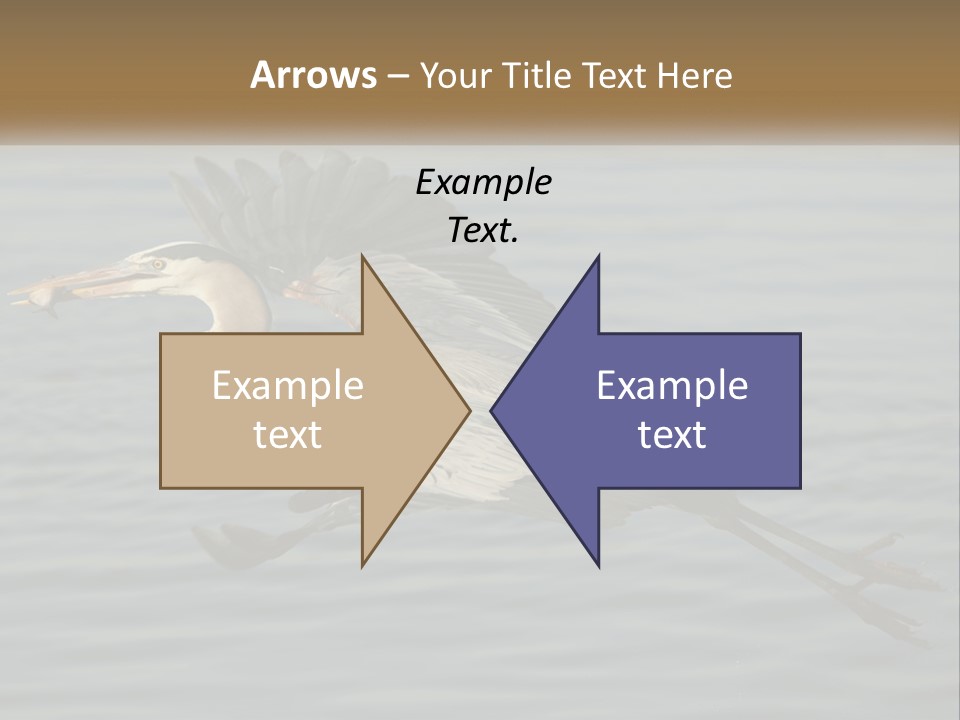 A Large Bird Flying Over A Body Of Water PowerPoint Template