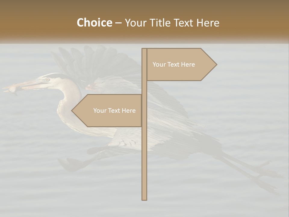 A Large Bird Flying Over A Body Of Water PowerPoint Template
