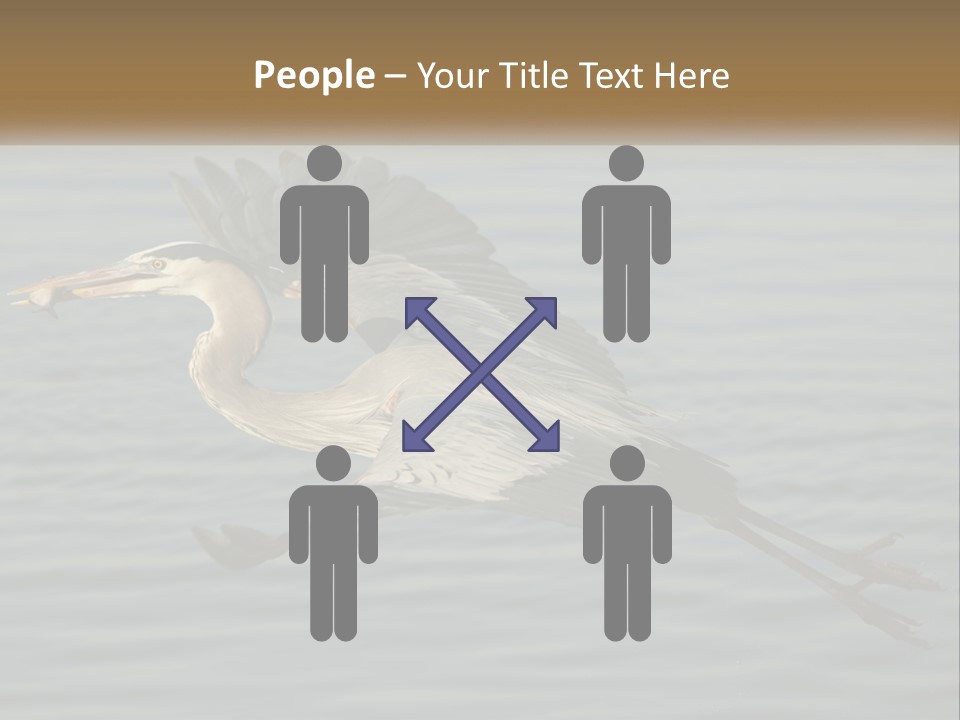 A Large Bird Flying Over A Body Of Water PowerPoint Template