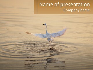 A White Bird Is Standing In The Water PowerPoint Template