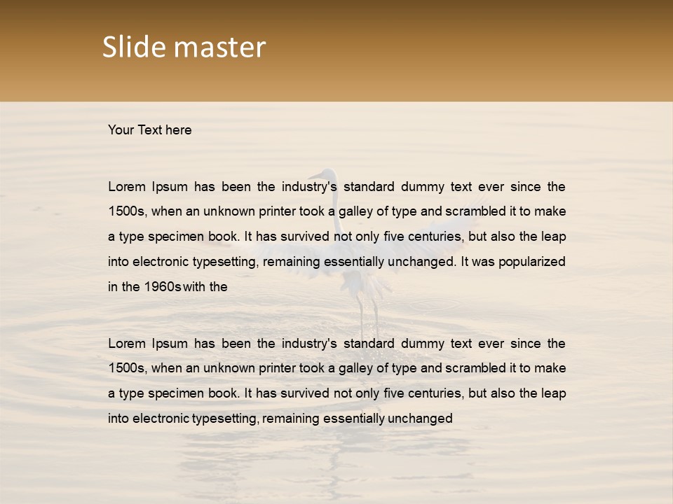 A White Bird Is Standing In The Water PowerPoint Template