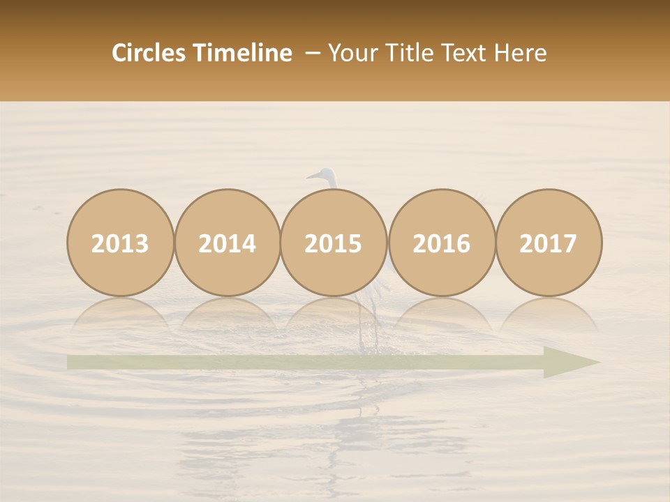 A White Bird Is Standing In The Water PowerPoint Template