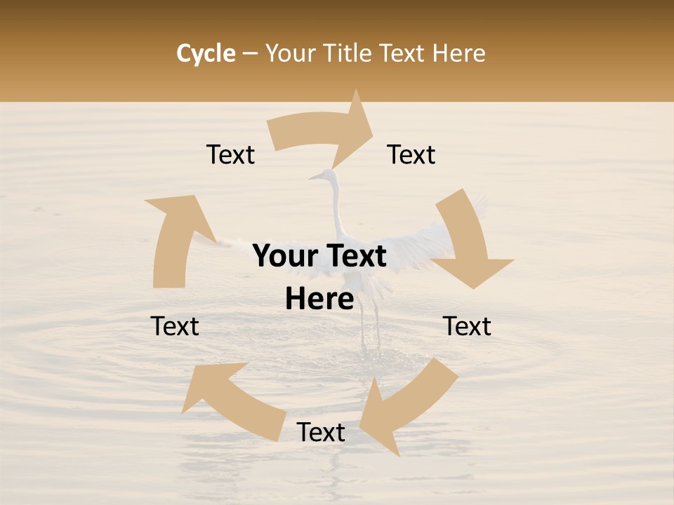 A White Bird Is Standing In The Water PowerPoint Template