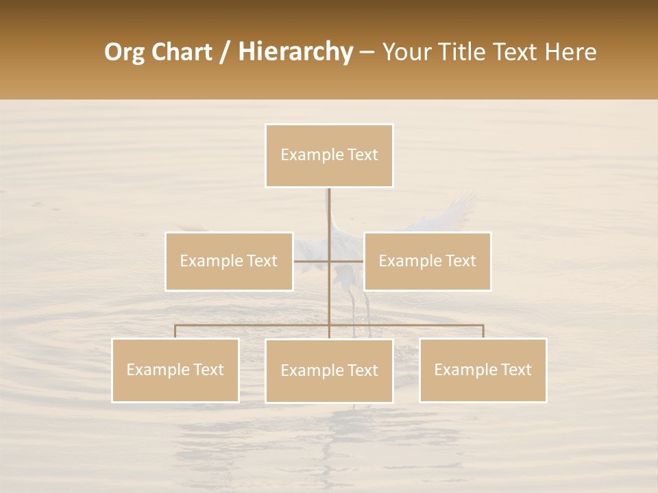 A White Bird Is Standing In The Water PowerPoint Template