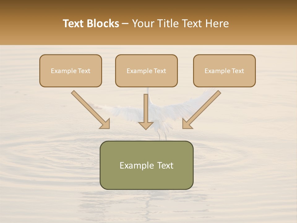 A White Bird Is Standing In The Water PowerPoint Template