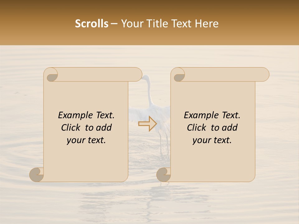 A White Bird Is Standing In The Water PowerPoint Template