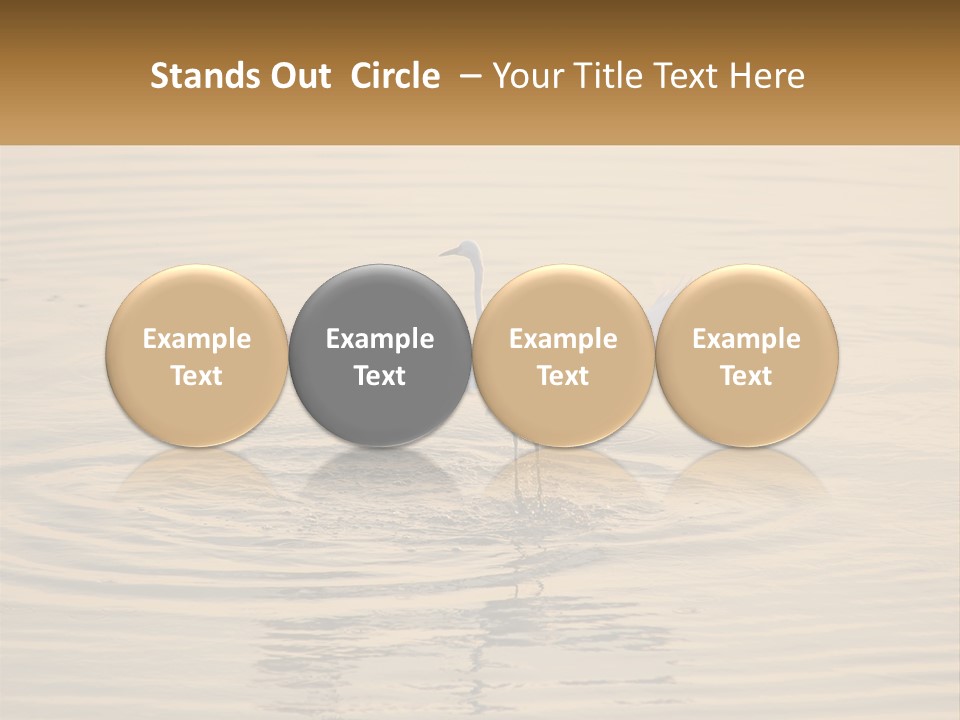 A White Bird Is Standing In The Water PowerPoint Template