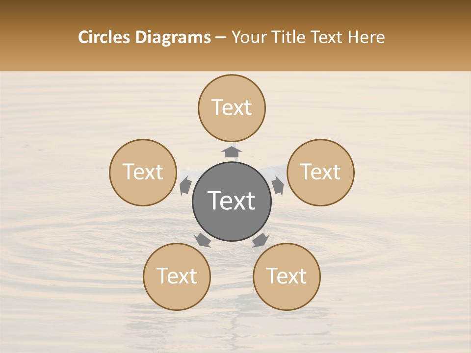 A White Bird Is Standing In The Water PowerPoint Template