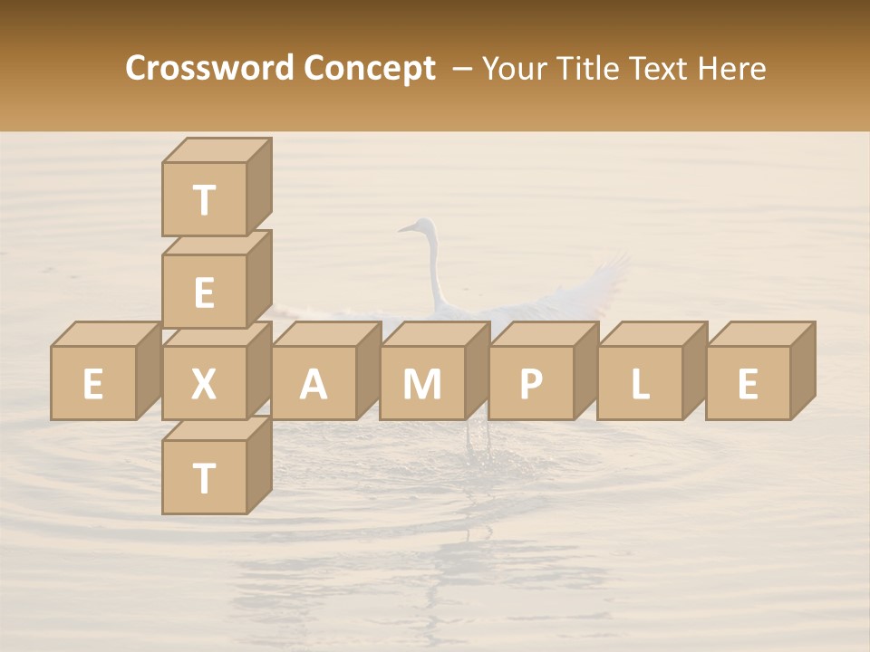 A White Bird Is Standing In The Water PowerPoint Template