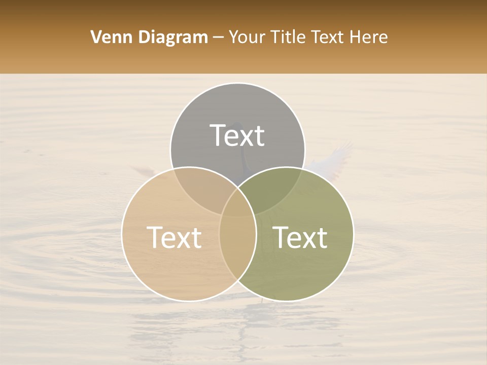 A White Bird Is Standing In The Water PowerPoint Template