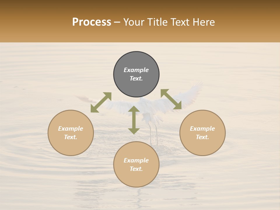 A White Bird Is Standing In The Water PowerPoint Template