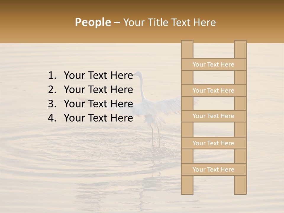 A White Bird Is Standing In The Water PowerPoint Template