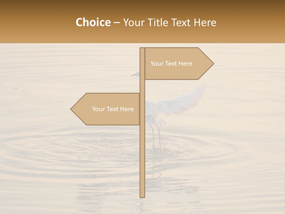A White Bird Is Standing In The Water PowerPoint Template