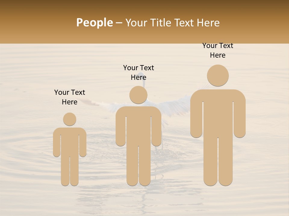 A White Bird Is Standing In The Water PowerPoint Template