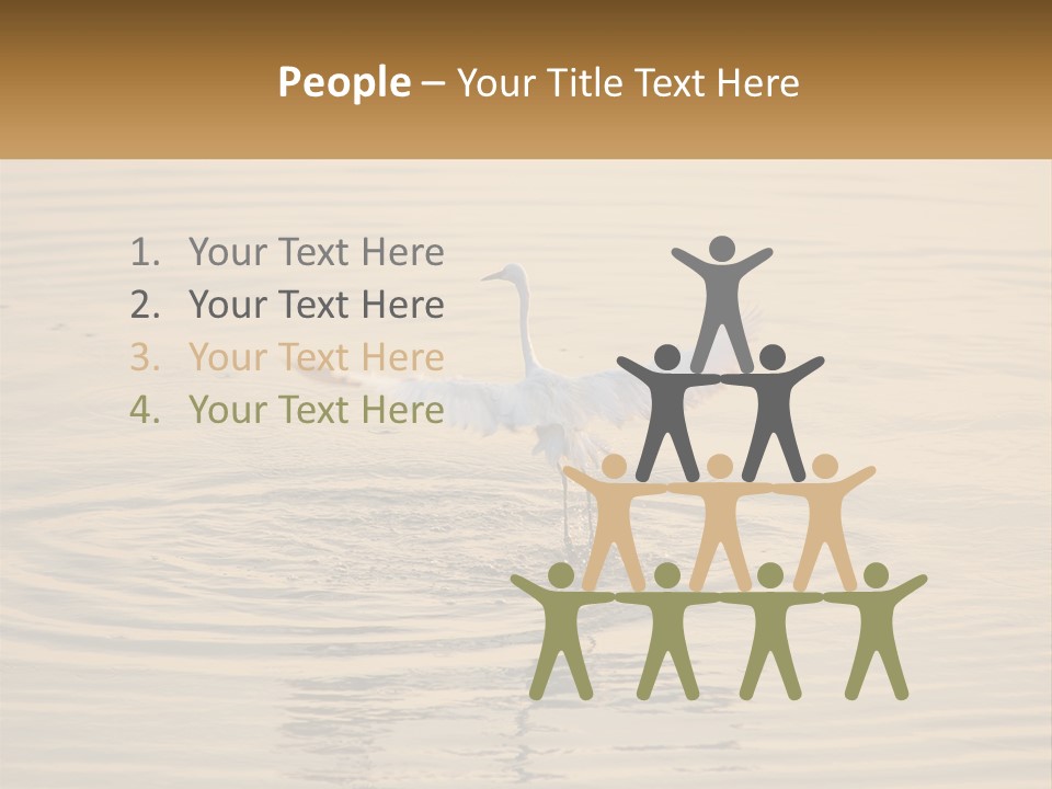 A White Bird Is Standing In The Water PowerPoint Template