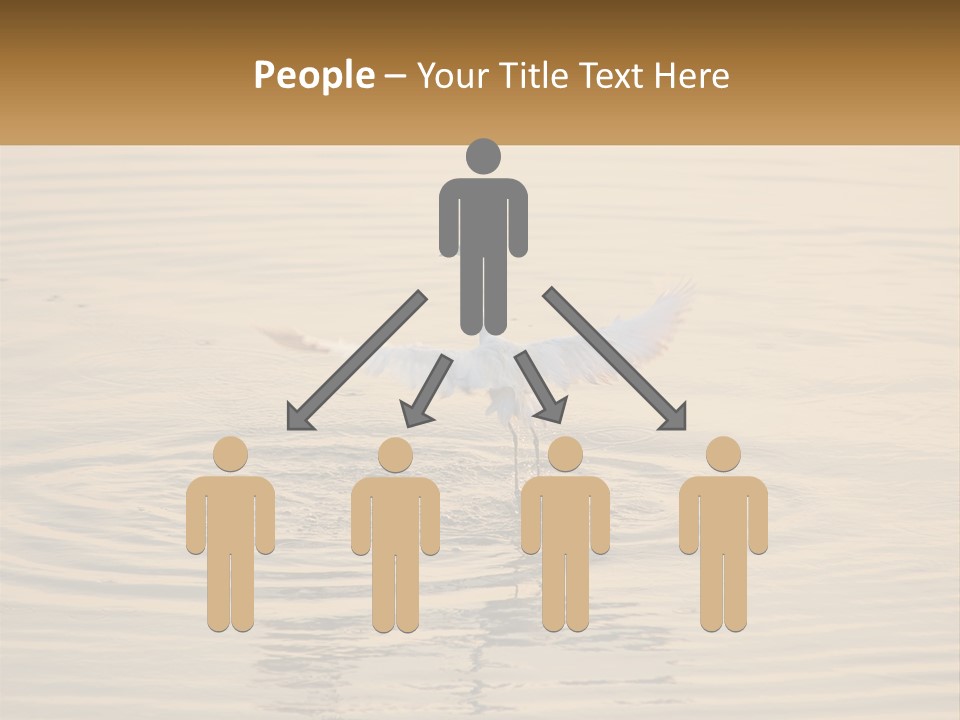 A White Bird Is Standing In The Water PowerPoint Template