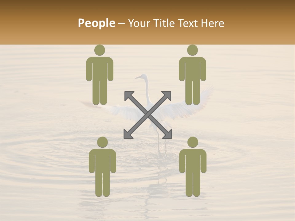 A White Bird Is Standing In The Water PowerPoint Template