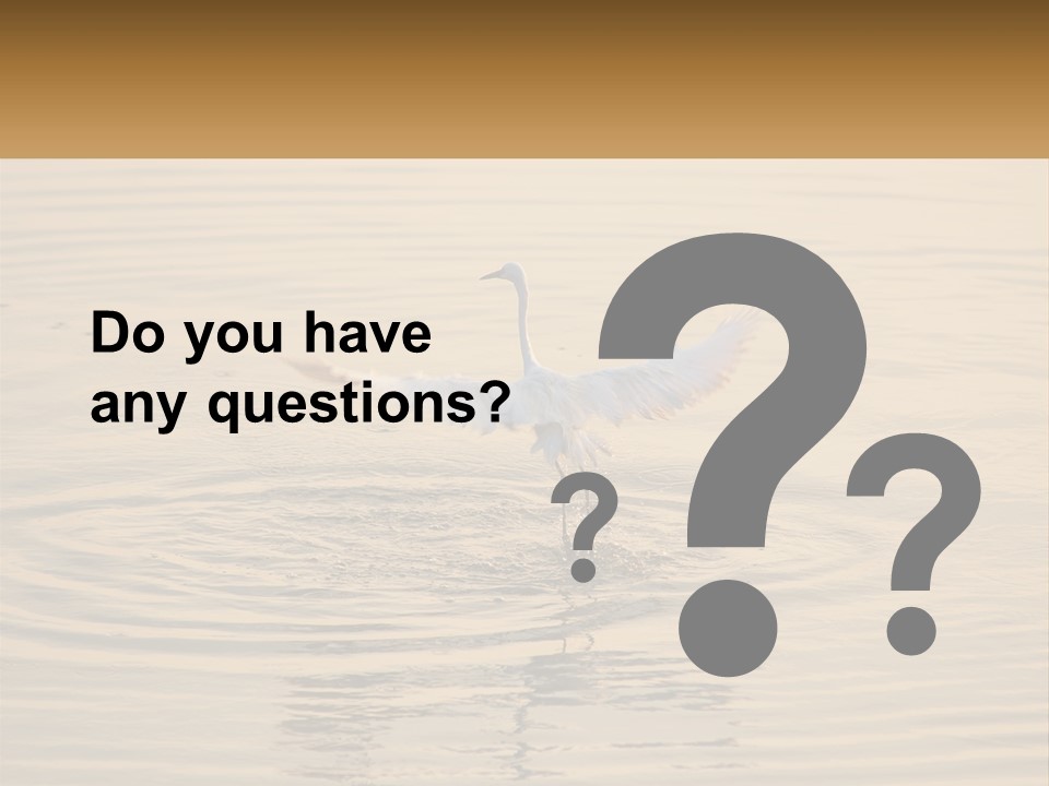 A White Bird Is Standing In The Water PowerPoint Template