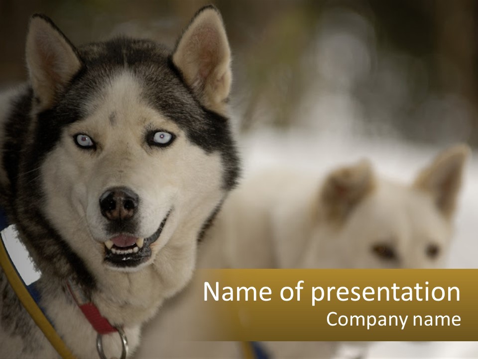 Two Husky Dogs In The Snow Powerpoint Template PowerPoint Template