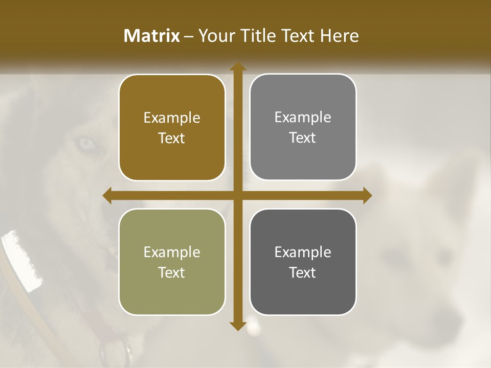 Two Husky Dogs In The Snow Powerpoint Template PowerPoint Template