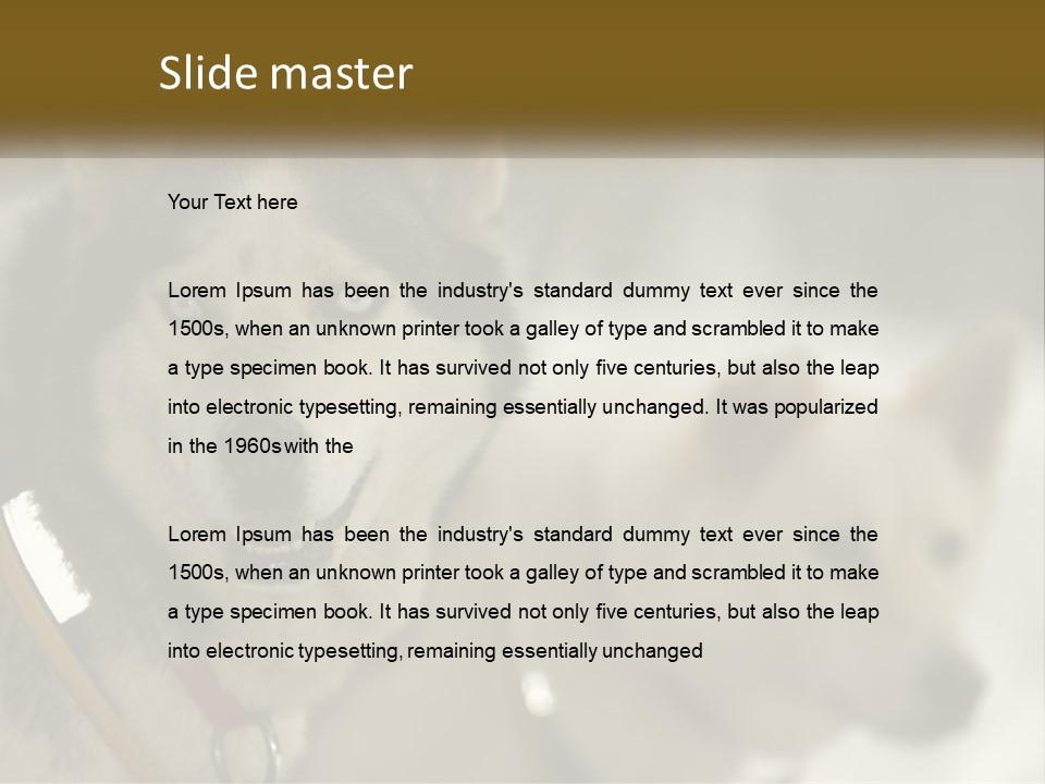 Two Husky Dogs In The Snow Powerpoint Template PowerPoint Template